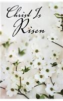 Christ Is Risen Dogwood Easter Bulletin (Pkg of 50)