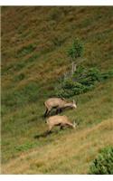 Chamois Grazing in the Tatras Mountains in Poland Journal: 150 Page Lined Notebook/Diary