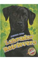 Labrador Retrievers
