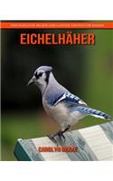 Eichelhäher