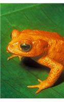 Extinct Golden Toad Journal: Take Notes, Write Down Memories in this 150 Page Lined Journal
