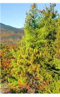 2019 Daily Planner Mountain Ledge Autumn View 384 Pages: (2019 Planners Calendars Organizers Datebooks Appointment Books Agendas)