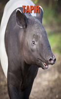 Tapir