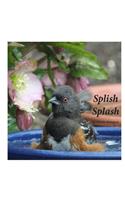 Splish Splash