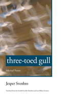 Three-toed Gull