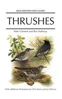 Thrushes