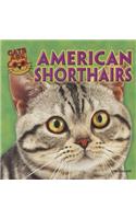 American Shorthairs