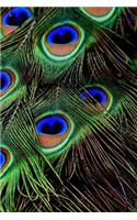Proud Peacock Feathers On Display Notebook