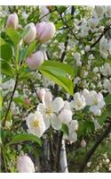 Springtime 2019 Daily Planner Pretty Flowering Tree 384 Pages