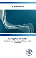 Eucalyptus Cloeziana