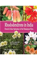 Rhododendrons in India