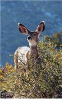 Kids Deer Journal