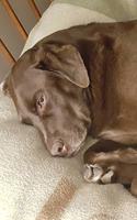 2020 Daily Planner Chocolate Lab Dogs Labrador Retriever Naps Blanket 388 Pages