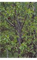 2020 Weekly Planner Trees First Spring Leaves Woods 134 Pages