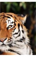 Tiger Notebook