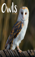 Owls Square Wall Calendar 2025