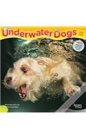 Underwater Dogs 2021 Mini 7x7