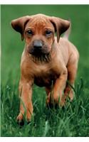 Rhodesian Ridgeback Spring Notebook & Journal. Productivity Work Planner & Idea Notepad: Brainstorm Thoughts, Self Discovery, To Do List