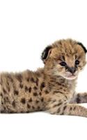 Serval Autum Notebook & Journal. Productivity Work Planner & Idea Notepad: Brainstorm Thoughts, Self Discovery, To Do List