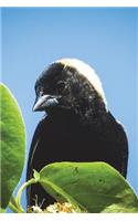 Bobolink Bird Journal