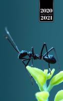 Ant Insect Myrmecology Week Planner Weekly Organizer Calendar 2020 / 2021 - Sitting on Small Leaf