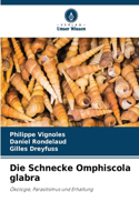 Schnecke Omphiscola glabra