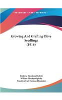 Growing and Grafting Olive Seedlings (1916)