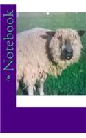 Notebook: Wensleydale sheep 'Molly'