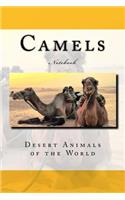 Camels