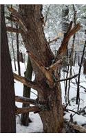 Journal Old Tree Winter Forest