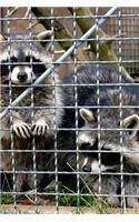 Raccoons Trash Pandas Looking for an Escape Journal: Take Notes, Write Down Memories in this 150 Page Lined Journal