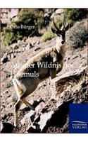 Aus der Wildnis des Huemuls