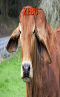 Zebu