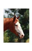 Equine Journal