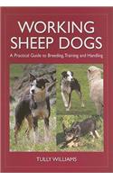 Working Sheep Dogs