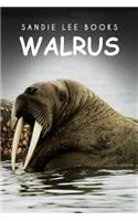 Walrus - Sandie Lee Books