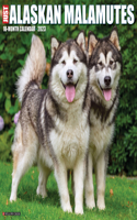 Just Alaskan Malamutes 2023 Wall Calendar