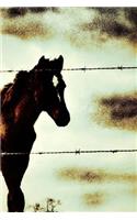 Stallion Notebook