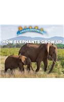 How Elephants Grow Up