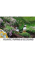 Atlantic Puffins of Scotland 2017