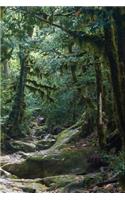 Old Growth Forest Journal