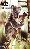 KOALAS WALL CALENDAR 2020