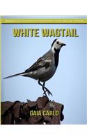 White Wagtail