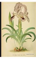 Botanical Print Journal: iris lupina lurida, 6" x 9" Vintage Botanical Flower Print Journal - [Lined Journal]