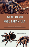 Mexican Red Knee Tarantula