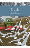 Gulls