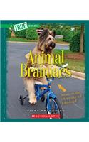 Animal Brainiacs (True Book: Amazing Animals) (Library Edition)