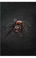 Spider Notebook