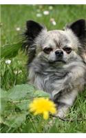 So Cute Fluffy Long-Haired Chihuahua Dog Journal: 150 Page Lined Notebook/Diary