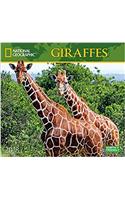 National Geographic Giraffes 2018 Wall Calendar